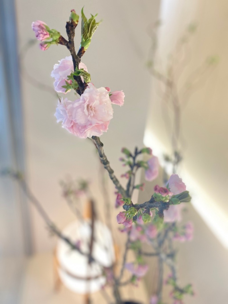 美里歯科の桜